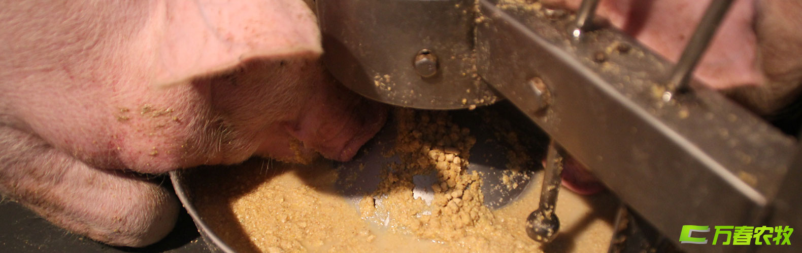 豬用濕拌飼料自動飼喂器與系統(tǒng)-四川成都萬春農(nóng)牧機(jī)械